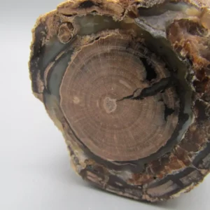TOP Versteinertes Holz Wyoming Blue Forrest USA