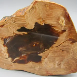TOP Versteinertes Holz Oregon USA