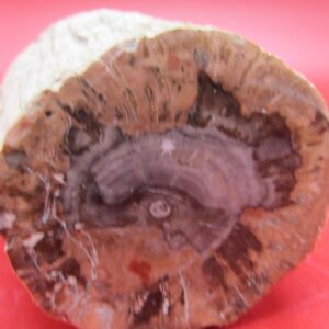 Verkieseltes Holz Provinz Mahajanga Madagaskar